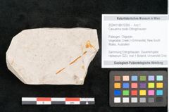 Foto (Objekt + Etikett) von Casuarina cookii Ettingshausen (NHMW-GEO-2024-0188-10356)